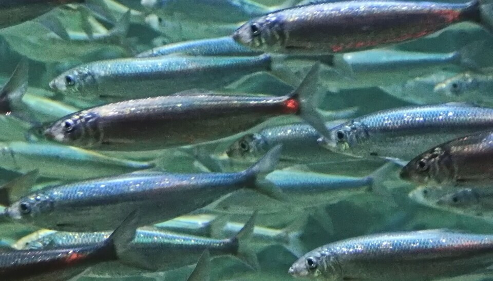 INNENFOR FJORDLINJENE: Fiskeridirektoratet åpner Lyngenfjorden for fiske etter NVG-sild, melder fiskeridirektøren. INNENFOR FJORDLINJENE: Fiskeridirektoratet åpner Lyngenfjorden for fiske etter NVG-sild, melder fiskeridirektøren.