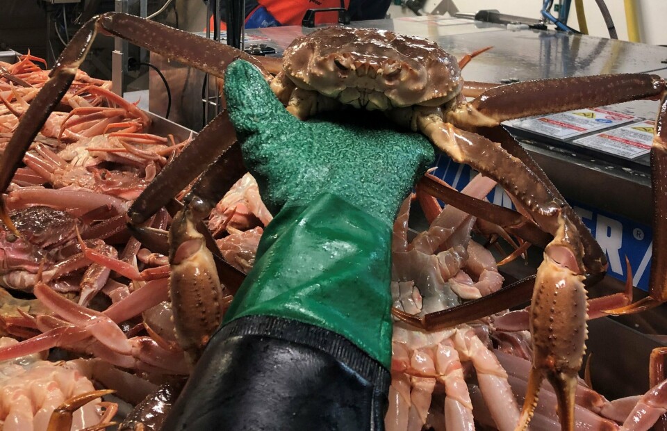 Regulering av snøkrabbe skal under lupen hos Fiskeridirektoratet. Foto: Ida Marie Grape