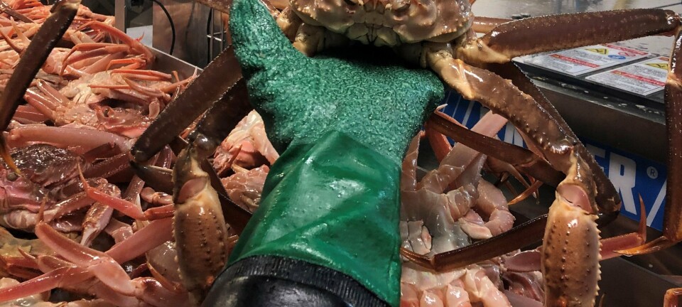 Snart slutt for årets snøkrabbefiske