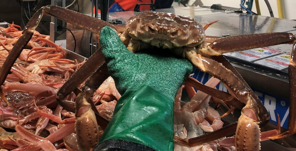 SNØKRABBE: Illustrasjonsfoto fra fiske av snøkrabbe.