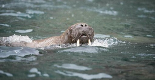 Vil ikke avlive hvalrossen i Kragerø