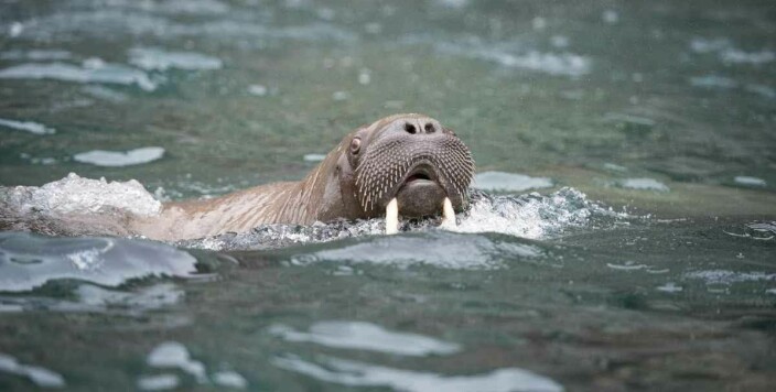 Vil ikke avlive hvalrossen i Kragerø