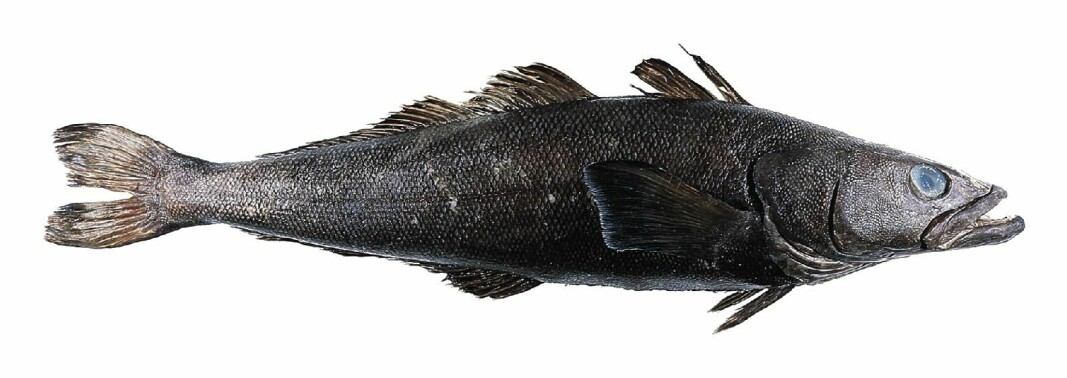 Det foregår nå det USA mener er et ulovlig uregulert fiske etter patagonsk tannfisk. Foto Wikimedia Commons