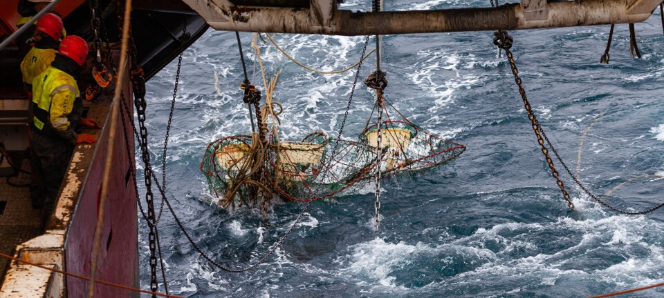 Melder ikke om tusenvis av tapte snøkrabbeteiner