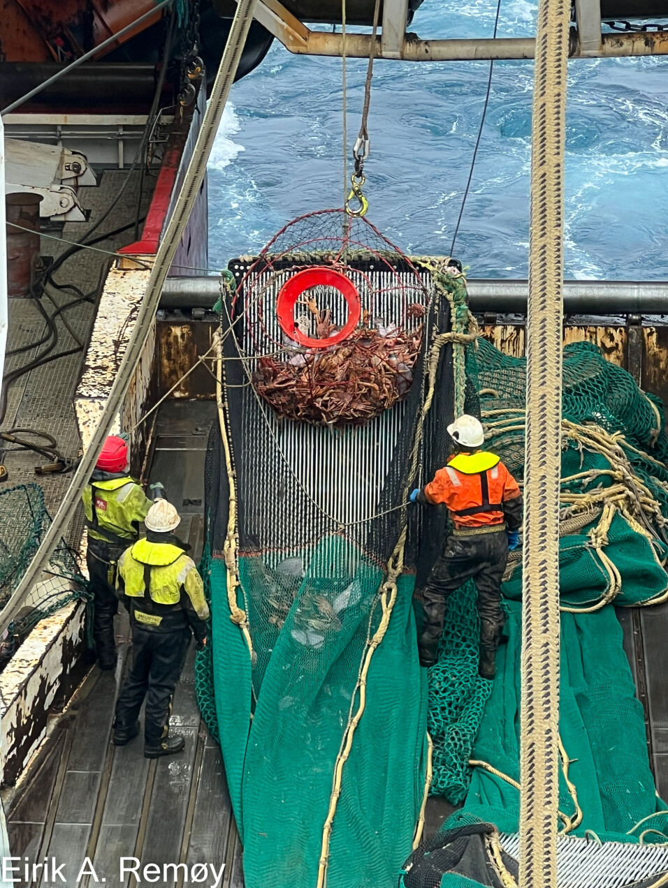 MILJØKRIMINALITET: Her har en teine full av snøkrabbe opp på dekk.