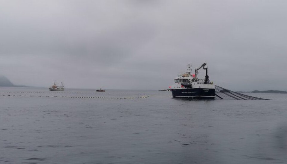 GOD STØRRELSE: Fiskeriet har pågått rundt hele Lofoten, primært på vestsiden – utenfor Napp og litt rundt Tysfjorden. GOD STØRRELSE: Fiskeriet har pågått rundt hele Lofoten, primært på vestsiden – utenfor Napp og litt rundt Tysfjorden.