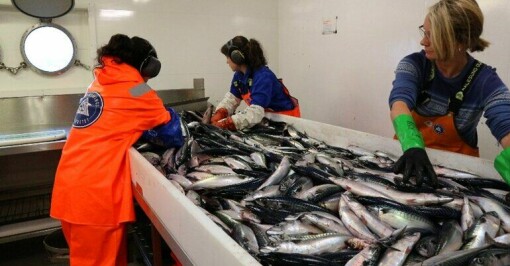 Èn million kilo makrell på full fart mot land