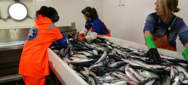 Èn million kilo makrell på full fart mot land