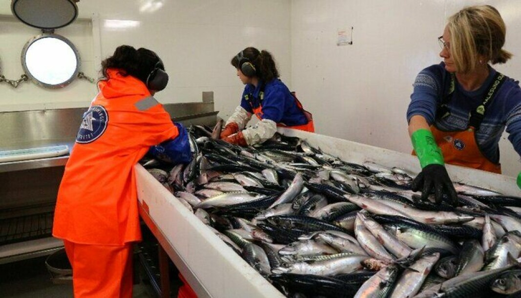 MAKRELL: Varierende vær og fangster preger den første uka av Havforskningens tokt i Norskehavet.