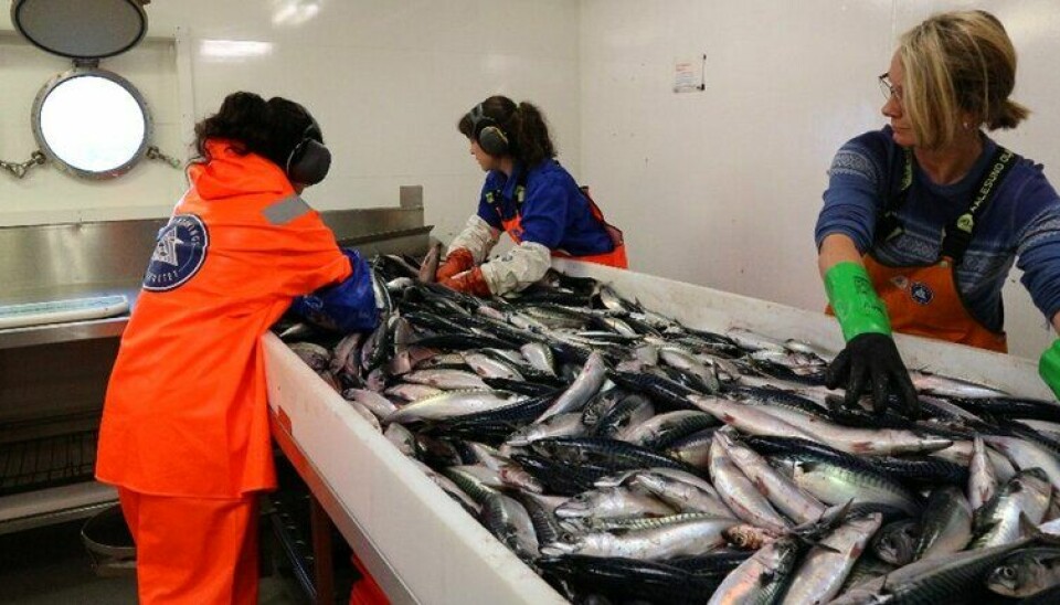 MYE FISK: Det blir travle dager for landleddet de neste dagene, når 1 000 tonn makrell skal finne sine kjøpere, produseres og videresendes.