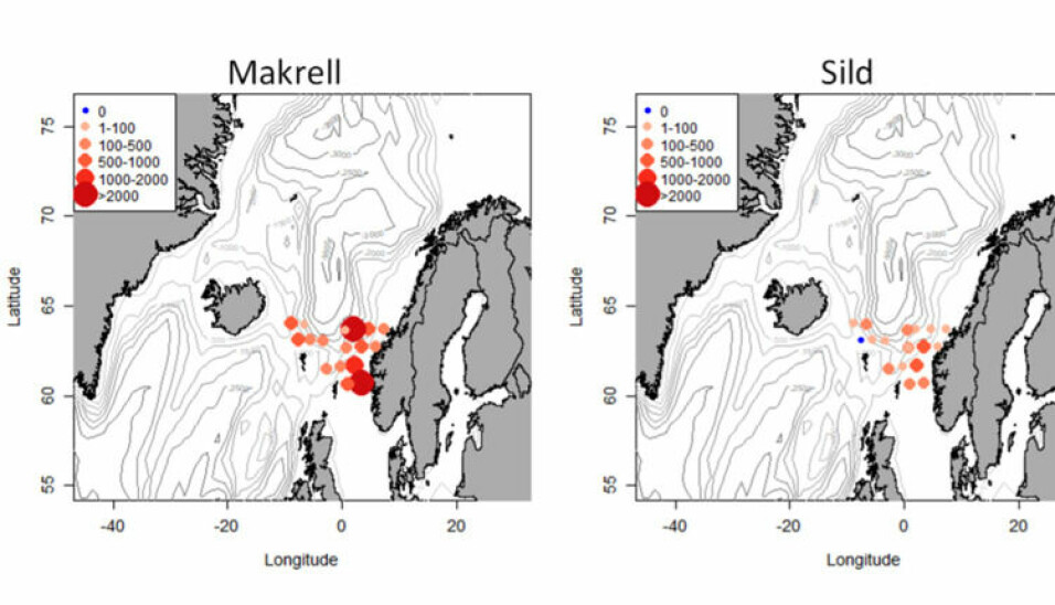 KART: Slik ser det foreløpige kartet over makrell- og sildefangster fra Havforskningsinstituttet ut.