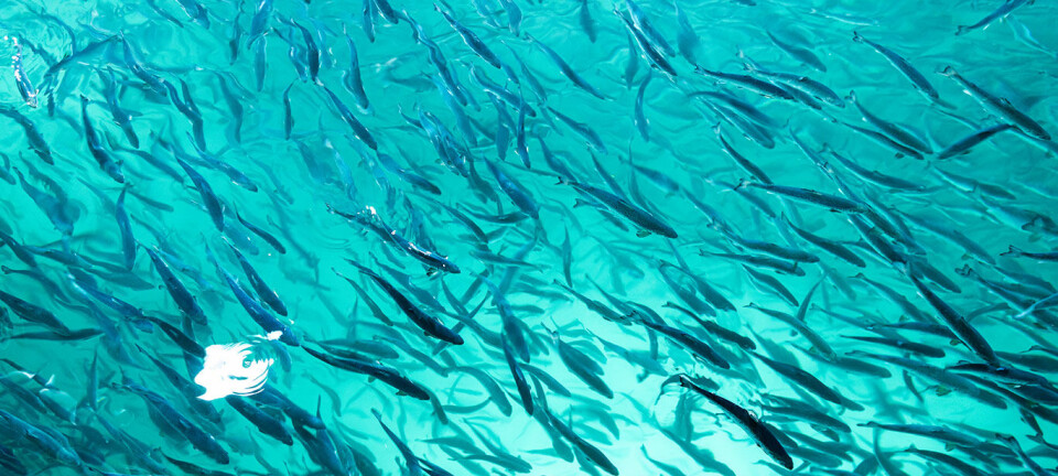 Smolt på rømmen i Kristiansund - ber om tips fra publikum