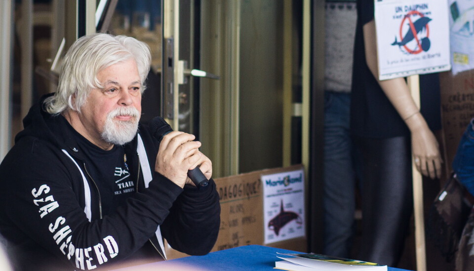 FERDIG: Paul Watson meldte nylig at han gir seg i Sea Sheperd sin hovedorganisasjon, som han selv grunnla i 1977. Årsaken er at han mener det nye styret er alt for lite tøffe i sine aksjonsmåter. FERDIG: Paul Watson meldte nylig at han gir seg i Sea Sheperd sin hovedorganisasjon, som han selv grunnla i 1977. Årsaken er at han mener det nye styret er alt for lite tøffe i sine aksjonsmåter.