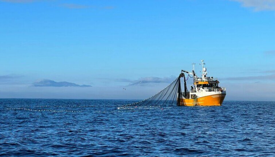 NORDSJØEN: Det fiskes en del nordsjøsild for tiden.