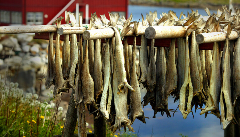 IKKE TØRRFISKEN: Tørrfisk og kongekrabbe er blant de eneste sjømatproduktene som hadde en nedgang i juli. For tørrfisken sin del er neppe det dramatisk, da vraking og salg vanligvis starter litt utpå høsten. IKKE TØRRFISKEN: Tørrfisk og kongekrabbe er blant de eneste sjømatproduktene som hadde en nedgang i juli. For tørrfisken sin del er neppe det dramatisk, da vraking og salg vanligvis starter litt utpå høsten.