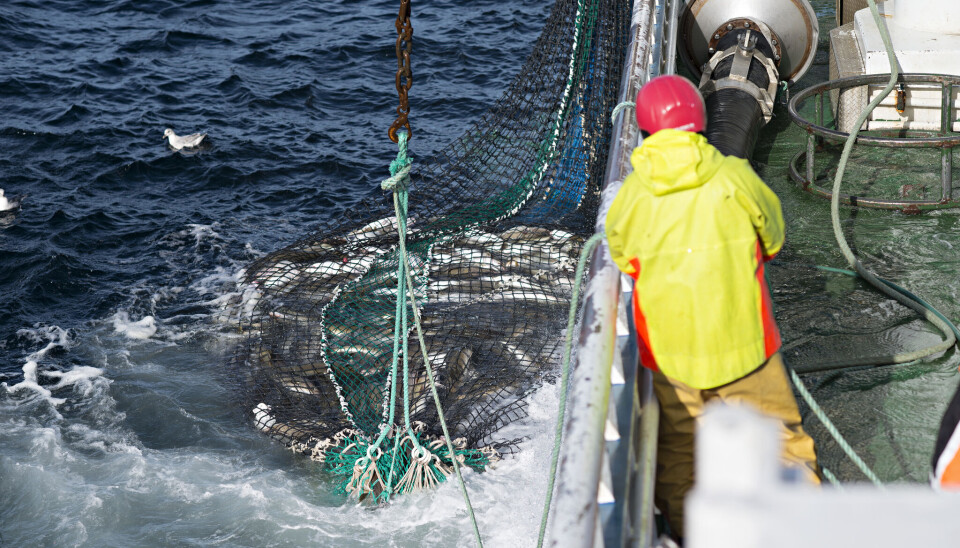 FISKE UKE 17: Fortsatt godt fiske etter torsk i nord, mens notfiske etter sei har overtatt i Lofoten og sørover. FISKE UKE 17: Fortsatt godt fiske etter torsk i nord, mens notfiske etter sei har overtatt i Lofoten og sørover.
