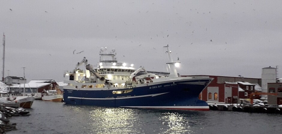VÆRØY: Ringnotbåten «Gerda Marie» ved kai hos Lofoten Viking i 2020.