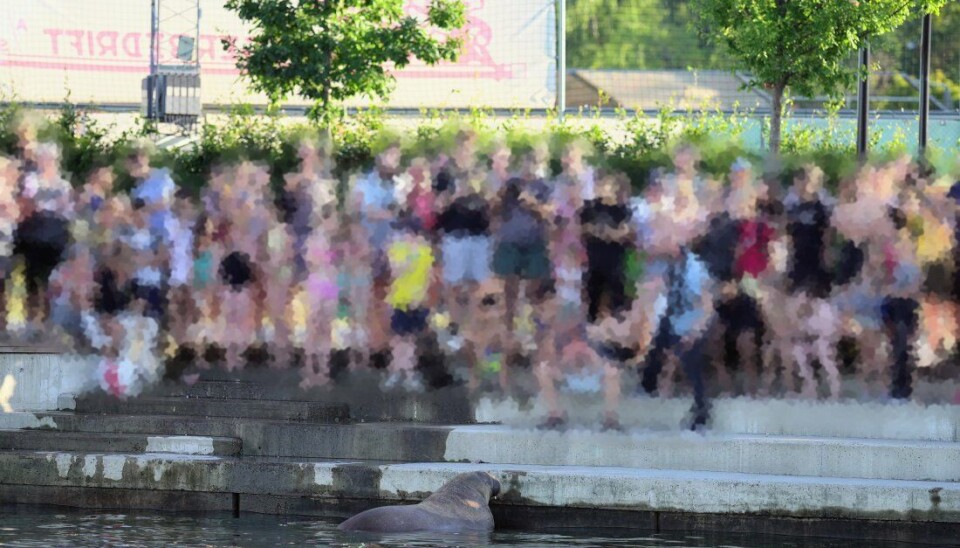 KLARTE IKKE LA DEN VÆRE I FRED: Kvalrossen fotografert foran en stor folkemengde på Kadettangen i sommer. Det skjedde en lang rekke hendelser mellom mennesker og kvalrossen i sommer, som kunne fått tragisk utfall. Dette til tross for sterke formaninger fra faghold.