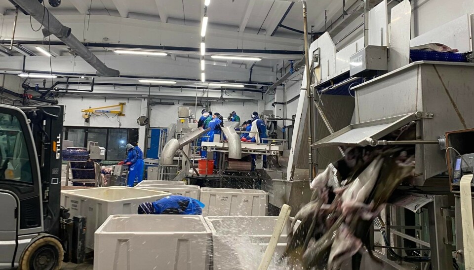 SENJAHOPEN: Nergård Fisk tar imot og foredler hvitfisk. SENJAHOPEN: Nergård Fisk tar imot og foredler hvitfisk.