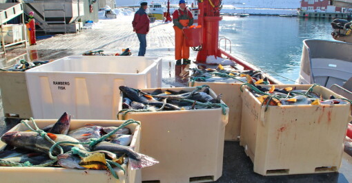 Rekordeksport av fersk torsk i oktober