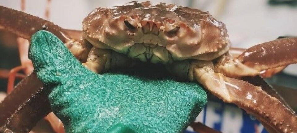 Vil ha MSC-sertifisering for snøkrabbe