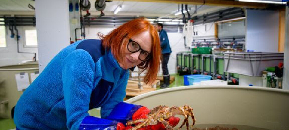 Nye muligheter for oppfôring av små kongekrabber