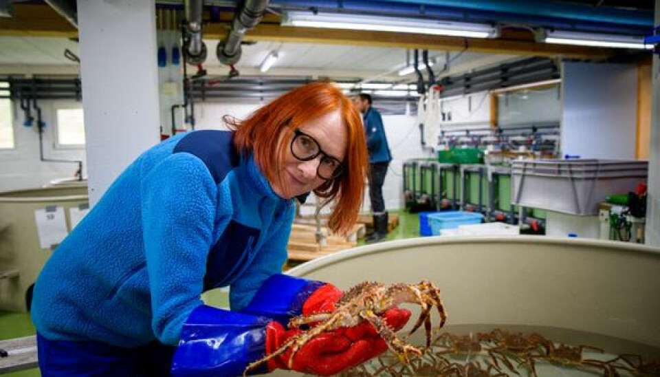 GOD VEKST: Prosjektleder Grete Lorentzen kan slå fast at resultatene viser god vekst og god trivsel, det vil si at krabbene økte fra ca 500 gram til 800-1000 gram etter to år.