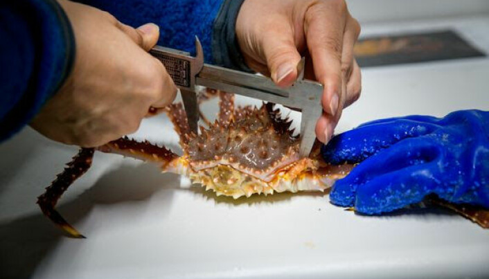 KARTLEGGES: Vekt og størrelse på krabbene som skal fôres opp, kartlegges nøye gjennom hele prosessen.