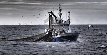 Får fiske 10 000 tonn makrell i Færøysk sone fra i dag