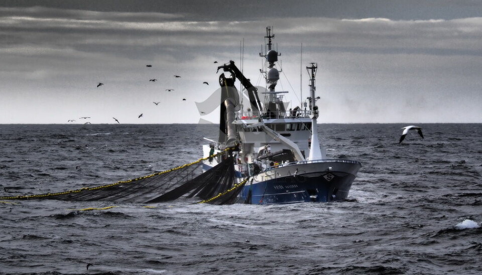 LITT AV HVERT: – De utenlandske båtene har fisket makrell i britisk farvann sørøst av Shetland, mens de norske har hovedsakelig fangstet i området rundt Vikingbanken og det er også fangstet en del langs kysten, opplyser Sildesalgslaget.
