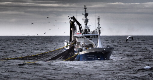 Fortsatt god fart i sildefisket - forventer flåten i full stim mot Kvænangen