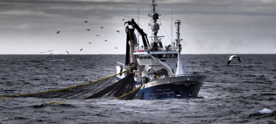 Fortsatt god fart i sildefisket - forventer flåten i full stim mot Kvænangen