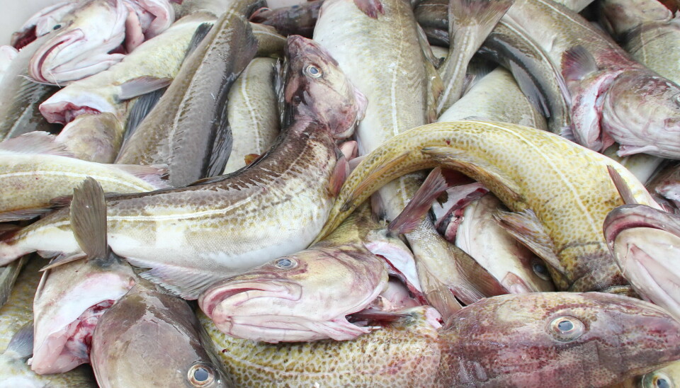 BLIR KLIPPFISK: Betydelige mengder med torsk og sei ender som klippfisk. Det er populært på markedene rundt om i verden, i følge tall fra Sjømatrådet.