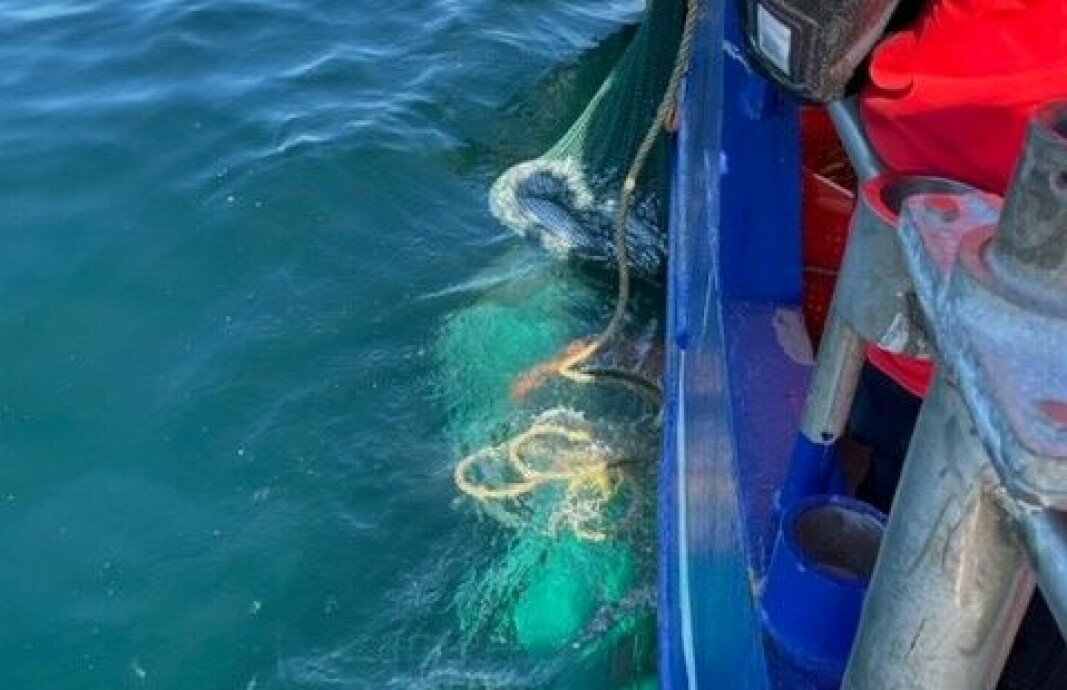 FANGSTKONTROLL: Fiskeridirektoratet har gjennomført en rekke kontroller av rekefangster langs kysten.