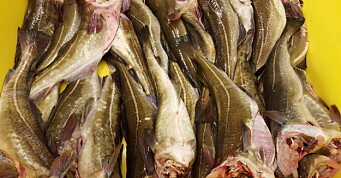 Omsetningsvekst for fisk og skalldyr