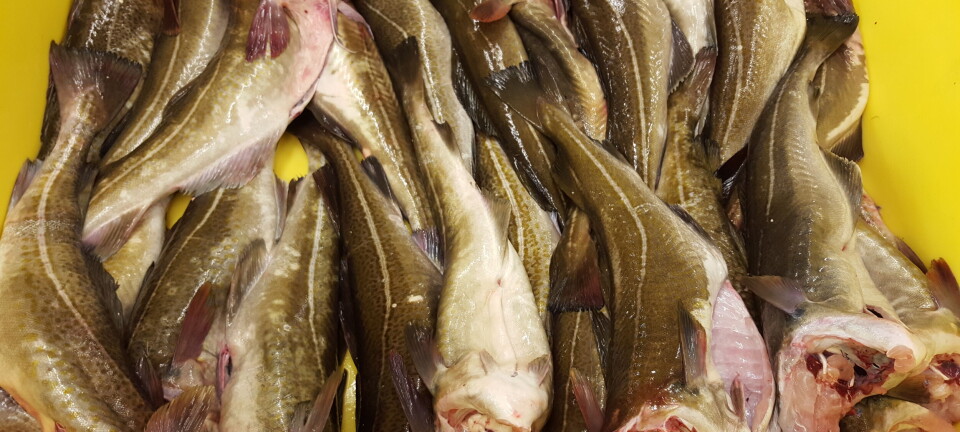 Omsetningsvekst for fisk og skalldyr