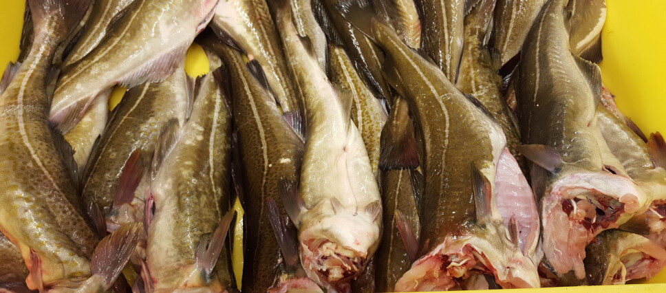 VEKST: Økt omsetning av fisk og skalldyr hittil i år. Økte priser for fersk torsk bidro til verdivekst, selv om kvantum gikk ned. VEKST: Økt omsetning av fisk og skalldyr hittil i år. Økte priser for fersk torsk bidro til verdivekst, selv om kvantum gikk ned.