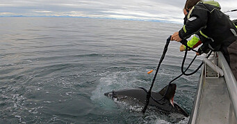 Havforskningen på haifiske: – Maken til styrke har jeg aldri opplevd