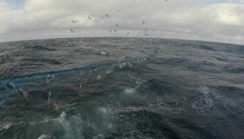 Titusenvis av meter garn fjernet fra havbunnen: Mye død fisk, litt sel og nise
