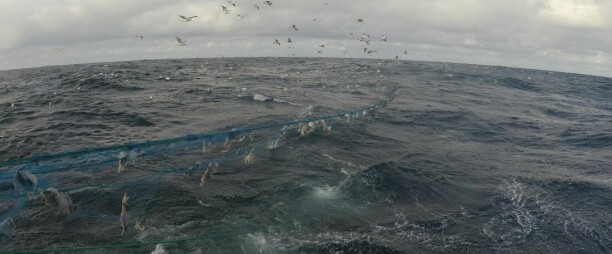 Titusenvis av meter garn fjernet fra havbunnen: Mye død fisk, litt sel og nise