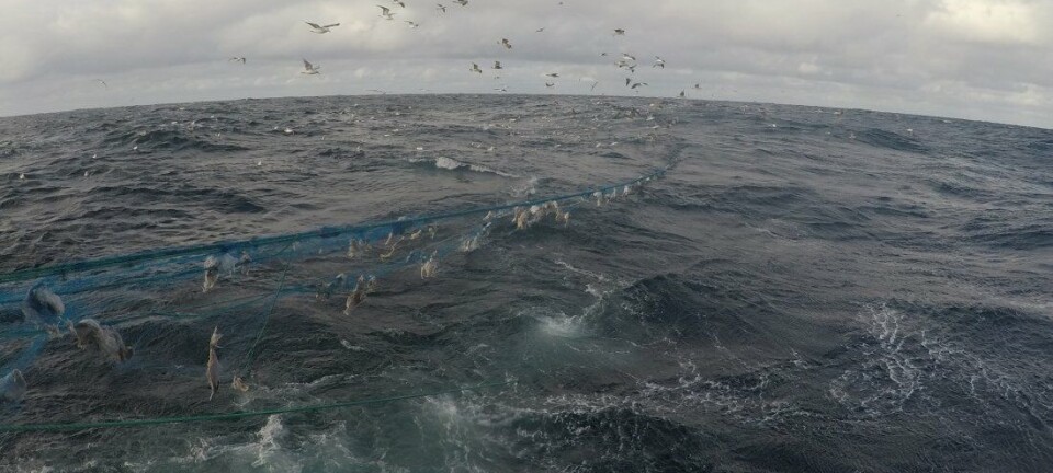 Titusenvis av meter garn fjernet fra havbunnen: Mye død fisk, litt sel og nise