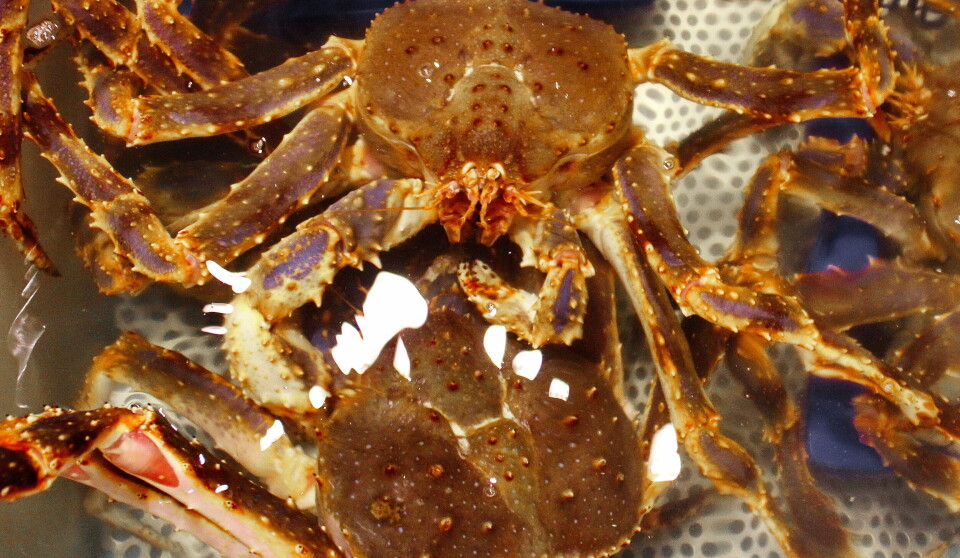 KONGEKRABBE: I fjor ble reglene endret, og alle som fikser kongekrabbe skal sende landingsmelding når de skal levere fisk. KONGEKRABBE: I fjor ble reglene endret, og alle som fikser kongekrabbe skal sende landingsmelding når de skal levere fisk.