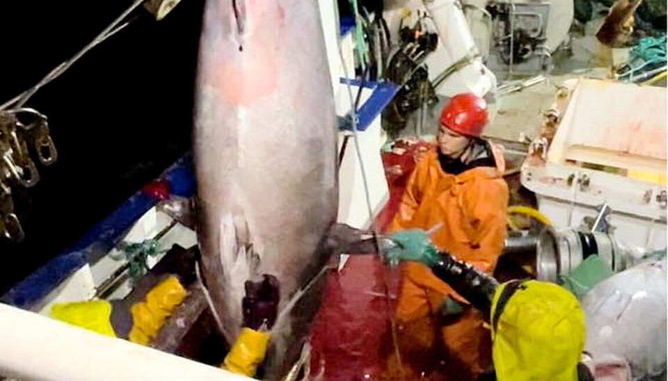 PREKEVERES: Makrellstørja må tas godt vare på dersom den skal ha verdi for fiskeren. Bilde for illustrasjon.