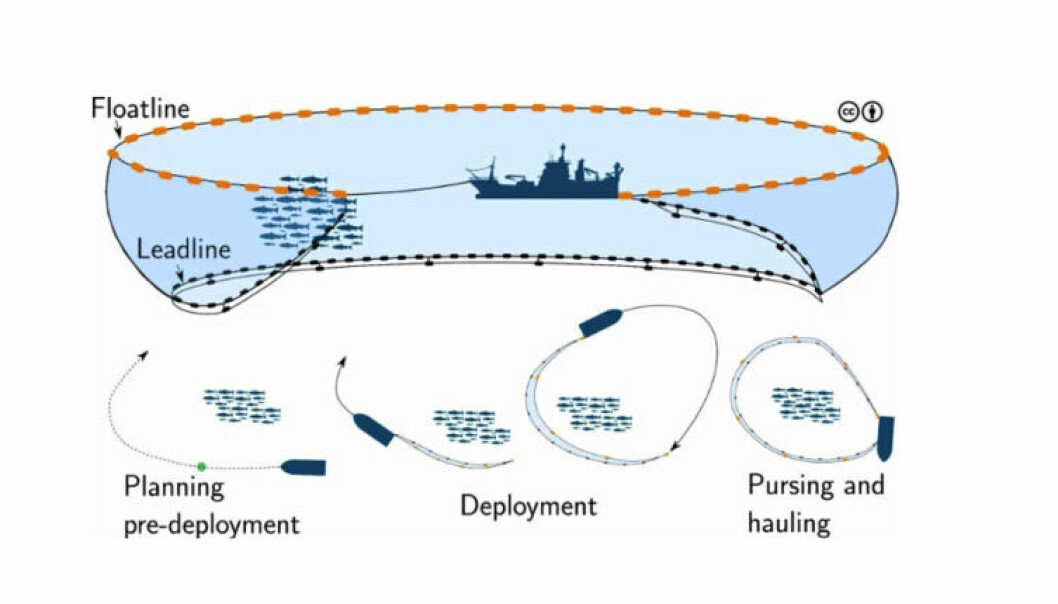 STOR GEVINST: Denne illustrasjonen viser prosessen bak et ringnotkast. Det krever mye planlegging men kan gi stor gevinst for fiskerne om det gjennomføres riktig.