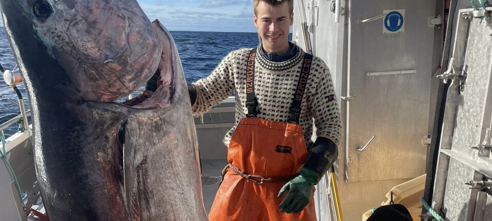Disse har levert makrellstørje i år