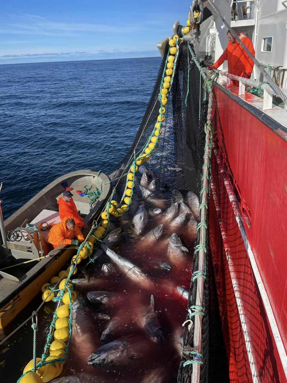 ORFJORD: Denne fangsten tatt av kystnotbåten 'Orfjord' er den største enkeltfangsten.