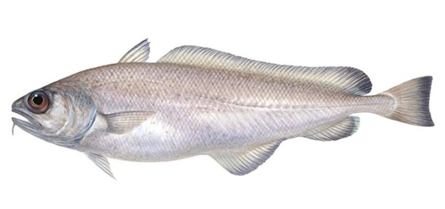 DYPVANNSFISK: Denne fisken trives dypt.