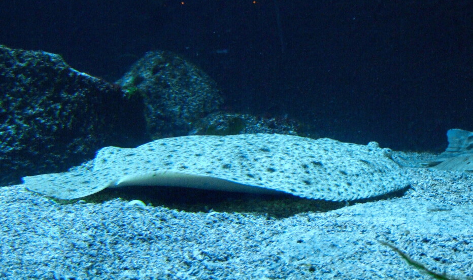 DYR OG DEILIG: Denne fisken jakter stort sett om natten.