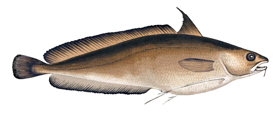 VANLIG DYPVANNSFISK: Denne fisken blir det tatt flere hundre tonn av.