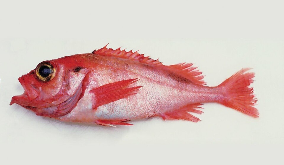 FLOTT FISK: Dette er en svært god matfisk.